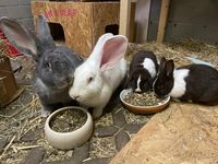 Unsere Kaninchen-Bande